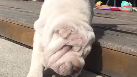 Fat white dog with rolls trying to eat strawberry