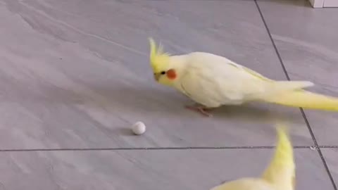 parrot playing ball