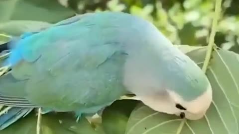When you wish you were a peacock 😁🐦