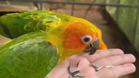 Fearless Feathers: Stunning Parrots Trustingly Dine on a Hand!
