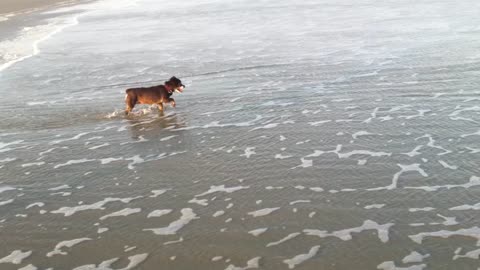 Lil’ Black Dog in the waves