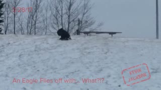 Eagle Flies off with its Kill