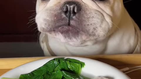 "Canine Culinary Delight: Watch This Adorable Pup Indulge in a Feast!"