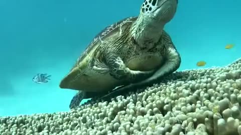 Amazing nature Resident Turtle Under the sea
