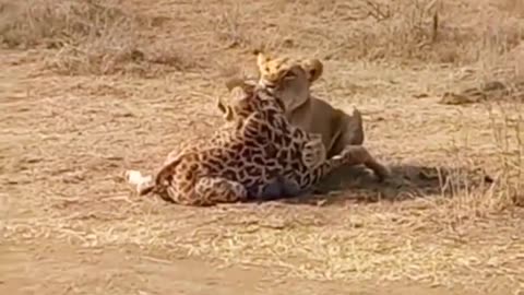 Mother giraffe protect his baby from lion #shorts #wildlif3