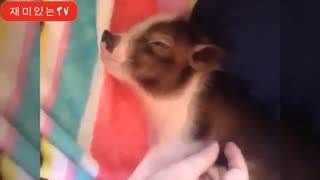 cute little pig sleeping 🥰😴