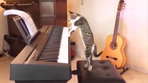 Cat plays Still Dre on the Piano