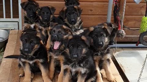 Litter of German Shepherd Puppies Tilt Heads in Confusion