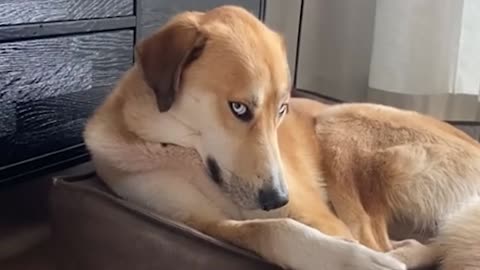 Don't try to mess with these dog- funny Dog video🐕