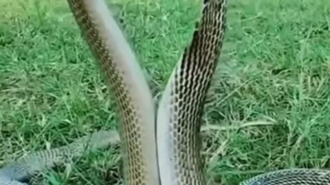 Snake Dance video