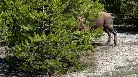 Yellowstone Welcoming Party