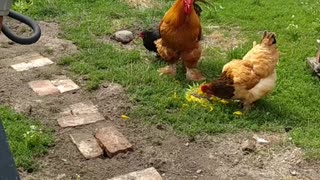 My crazy chickens