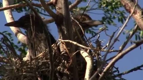 Black Capped Night Heron Chicks in Their Nest - And Rookery Sounds