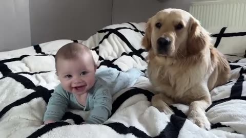 Golden Retriever Adopts Adorable Baby As His Own!