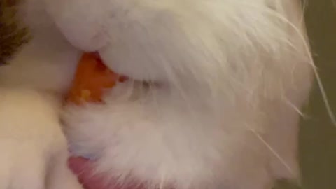 Cute white rabbit mini loop eat a carrot funny