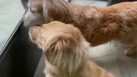 Funny cats and dogs 😺🐶& others animal🐾new funniest animal videos 2023