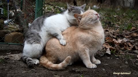 Mating Cats Hard