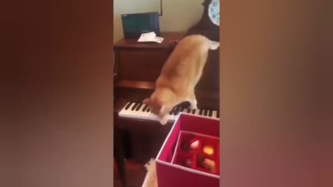 Funny cat playing the piano
