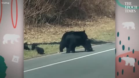 Mama bear needs a big patient heart crossing street