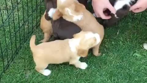 More puppies