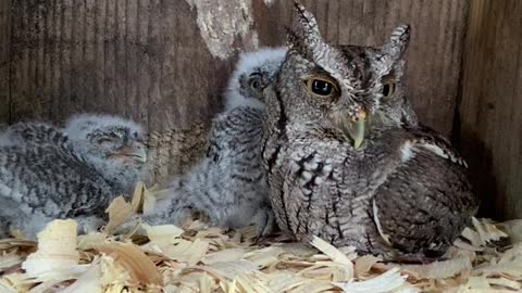 Screech owl babies in a wood duck.