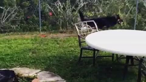 German shepherd chases white rabbit along backyard fence