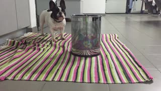 Dog waits until the basket is full to steal teddy after amazing aiming trick performed by man