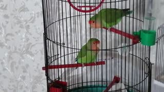 These cute pet parrots live at my house.