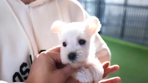 maltipom teacup puppy the Snow White🥰✨