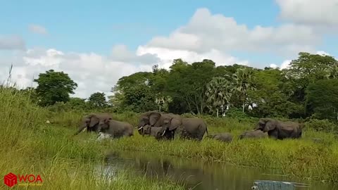 Elephant saving a baby