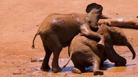 Most Funny and Cute Baby Elephant Videos Compilation