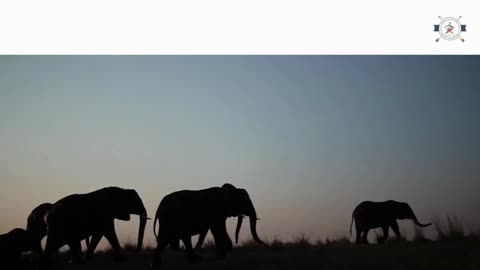 Top information you know about elephants