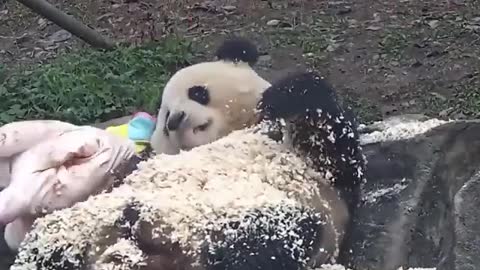 crazy panda