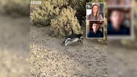 Protecting a Penguin Colony | My Place on Earth | BBC Earth
