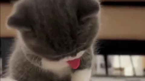 Adroble Cat 🥰 Cute Cat 😺 #shorts #youtubeshorts #cat #catvideos