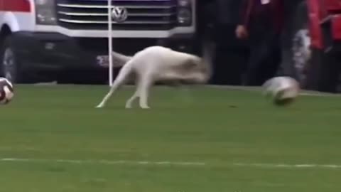 Canine interruption: How a dog brought a football match to a halt ||