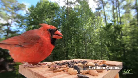 Northern Cardinal - House Finch