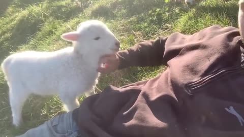 Cute lamb needs owner attention