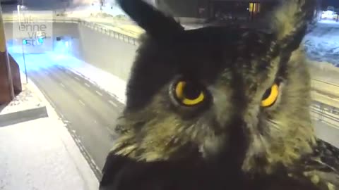 Owl photobombs highway traffic camera in Finland