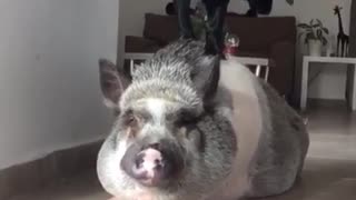 Puppy treats pig like his own personal playground