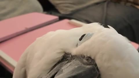 Cute Parrot Using Brush