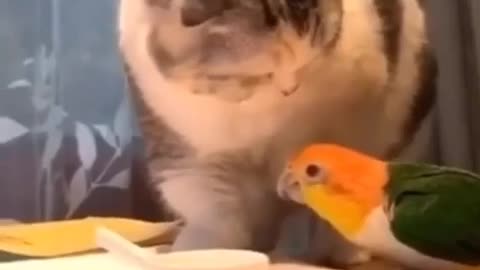 Cat vs bird 💥