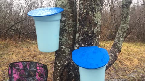 Tapping maple trees