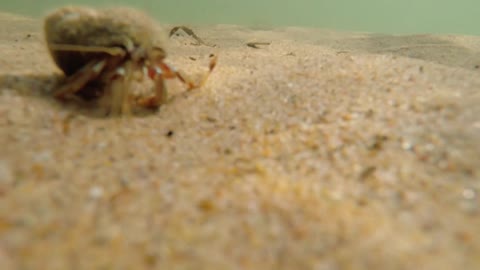 An underwater shot of a ocean sand crab walking in sand on beach