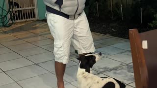 Dog Dances to Brazilian Music