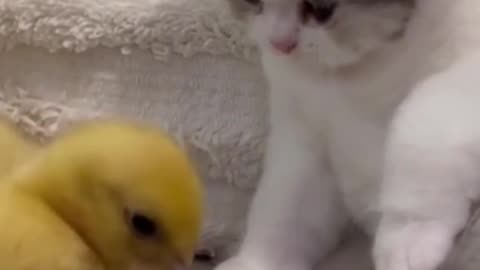 Funny chick and kitten