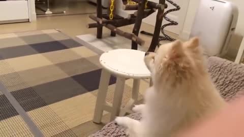 Funny dogs bark at their owners! WHAT A SOUND?