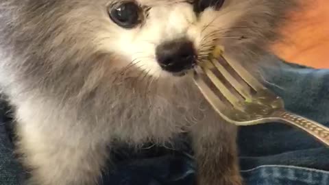 13-year-old toothless Pomeranian slurps down mac n' cheese
