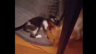 Cat cuddles with dog best friend