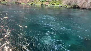 The Distinctly Classic Color of Absolutely Gorgeous Metolius River – Central Oregon